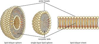 The animal cell membrane is made of triglyceride. Lipids Microbiology