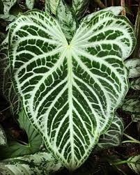 Gallery Anthuriums Plants Plants With Colorful Leaves Anthurium Plant