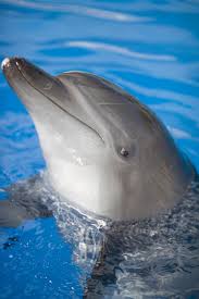 Dolphins Are One Of The Most Intelligent Animals In The World And Communication Capabilities Have Been Broadly Stu Ocean Animals Sea Animals Underwater Animals