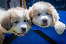 Pets In The Park