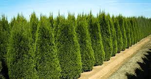 Emerald Green Arborvitae Emerald Green Arborvitae Thuja Green Giant Arborvitae