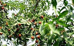 Aromatisches neues Obst ! Chinesischer Dattelbaum / winterhart bis - 30° !  Samen | eBay