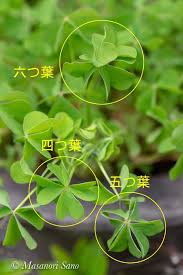 四つ葉 五つ葉 六つ葉のカタバミ へんぽらいの祭り談義