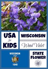 Wisconsin State Flower Wood Violet By Usa Facts For Kids Flower Coloring Pages Coloring Pages Illinois