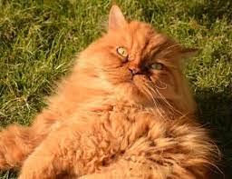 Let's find out and also get some more facts about these wonderful creatures. What Kind Of Cat Is Garfield And Other Garfield Cat Facts Petskb