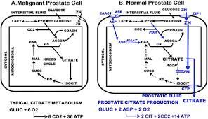 But hearing the words can still be scary. A Comprehensive Review Of The Role Of Zinc In Normal Prostate Function And Metabolism And Its Implications In Prostate Cancer Sciencedirect
