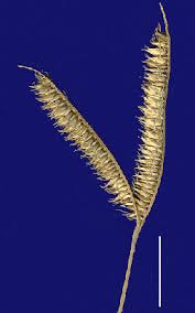 Image result for Dactyloctenium australe