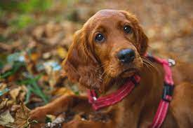 444 фразы в 71 тематике. Irish Setter Der Jagdhund Mit Temperament Deinetierwelt