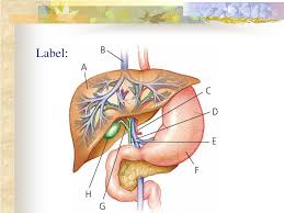 We did not find results for: Ppt Gi Liver Hepatitis And Cirrhosis Powerpoint Presentation Free Download Id 388263