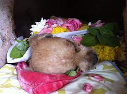 The pets are put on display so people can play with them to see if they feel a. Pets In Peace Malaysia Home Facebook