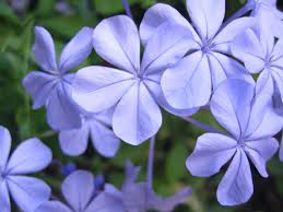 Appreciating nuances in color, texture, and curve allows for i love to share our passion for flowers and design with you. Names Of Flowers Blue Jasmine Jasmine Flower Indoor Flowering Plants Flower Names