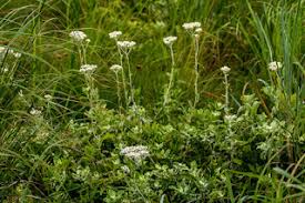 Image result for Helichrysum panduratum