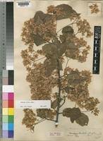 Image result for Dombeya kirkii