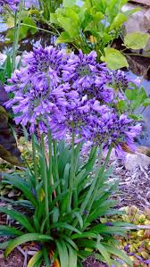 Image result for Agapanthus africanus