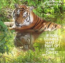 If You Stumble Make It Part Of The Dance Dutchesstiger Memes Quotes Bigcats Bigcatrescue Arzoo Bigcatrescue Carolebask Big Cat Rescue Big Cats Cats