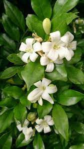 (murraya paniculata / murraya exotica). Pin On Choice Tender Shrubs