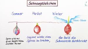 das schneeglockchen grundschule surgery