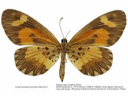 Image result for Triumfetta brachyceras