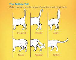 حركات القطط ومعناها لغة الجسد عند القطط دليل العيادات البيطرية دكتور بيطري بين يديك cat language signs cat body cat language