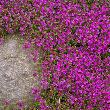 Discover hundreds of ways to save on your favorite products. Creeping Red Thyme 9cm Potted Live Plant By Northern Plants Buy Online In Bosnia And Herzegovina At Bosnia Desertcart Com Productid 104758231