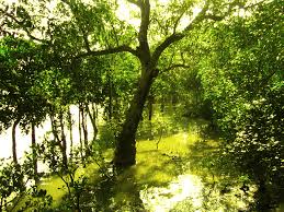 Image result for Heritiera