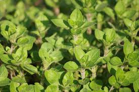 Oregano is a shrubby perennial. How To Plant And Grow Oregano Gardener S Path