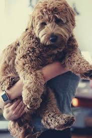 Any colour but black or white. Complete Guide To Mini Labradoodle In 2021 Labradoodle Miniature Labradoodle Labradoodle Dogs