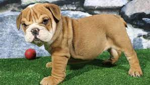 Benny English Bulldog Puppy For Sale Indiana Bulldogs Vip Puppies Bulldog Puppies For Sale Bulldog Puppies Puppies For Sale