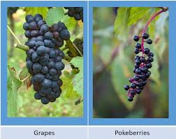 Knowing their growing areas, appearances and toxicity is vital. Pokeberries A Grape Look Alike