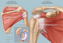 The anterior compartment is the flexor compartment because these we've just got a diagram of it here. Shoulder Human Anatomy Image Function Parts And More