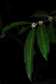Image result for Polysphaeria multiflora