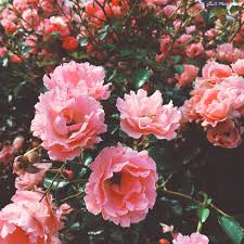 See more ideas about pink aesthetic, profile pictures instagram, pastel pink aesthetic. Aesthetic Pictures Of Pink Flowers Largest Wallpaper Portal