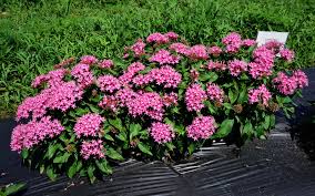 Image result for Pentas longiflora