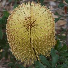 Bow bending the body, head or knee as a sign of greeting. Flowers That Begin With B A To Z Flowers