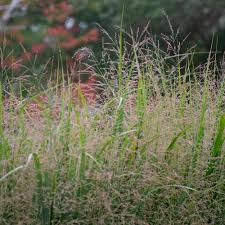 Image result for Panicum novemnerve
