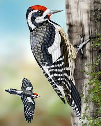 Farther south in the mountains it is. Yellow Bellied Sapsucker Whatbird Com