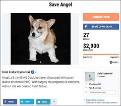 Check spelling or type a new query. 48 Fundraising Ideas For Pets Animals And Shelters Raise Money Today