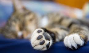 Contents when to declaw a cat how much does it cost to get a cat declawed To Declaw Or Not To Declaw How To Navigate The Debate Clinician S Brief