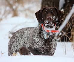 Find the right dog and live happy today. Gspca German Shorthaired Pointer Club Of America