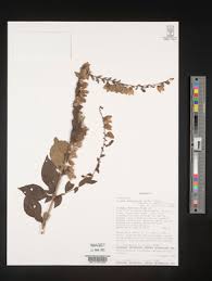 Image result for Tinnea aethiopica