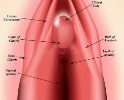 Image result for female sex organ