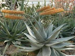 Image result for Aloe aculeata × ortholopha