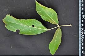 Image result for Philenoptera