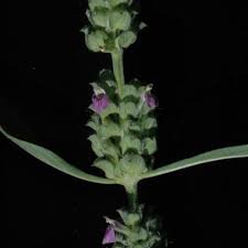 Image result for Meiosperma