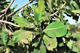 Image result for Terminalia mollis