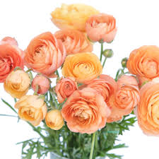 Image result for blush ranunculus