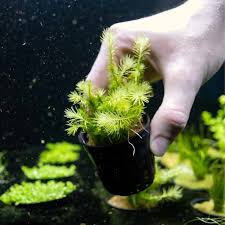 Image result for Mayaca