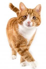 The san francisco society for the prevention of cruelty to animals (the sf/spca) and the the sf/spca and sf/dacc shall work together towards ending the euthanasia of treatable cats and. 11 Sf Spca Campaigns Ideas Spca Stop Animal Cruelty Animal Advocacy