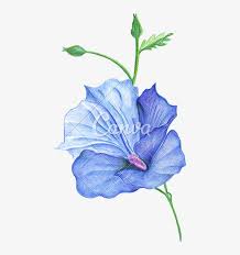 Realistic flower drawing see more about realistic flower drawing. Collection Of Free Colored Download On Ubisafe Color Realistic Flower Drawing Png Image Transparent Png Free Download On Seekpng