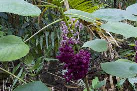 Gympie Gympie Dendrocnide Moroides Worlds Most Painful Plant Plants Rare Plants Daintree Rainforest